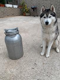 Bidone del latte antico Guinzi Rossi 30 litri