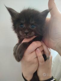 Maine Coon