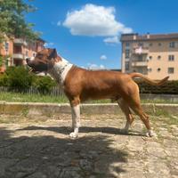 Amstaff fulvo bianco per monta