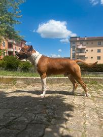 Amstaff fulvo bianco per monta