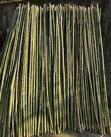 canne di bambu