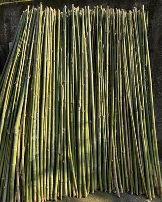 canne di bambu