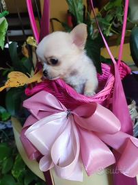 Chihuahua