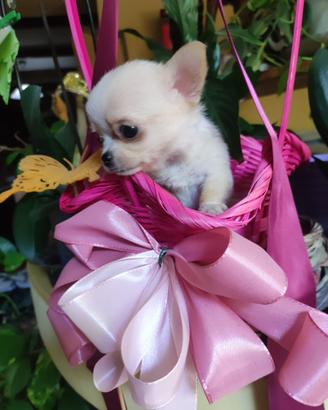 Chihuahua