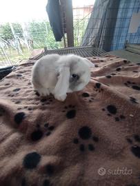 Coniglietto ariete nano miniloop