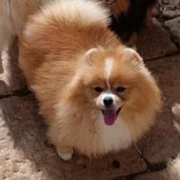 Spitz di pomerania nano