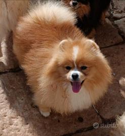 Spitz di pomerania nano
