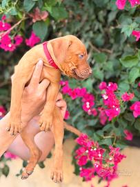 American pitbull terrier alta genealogia