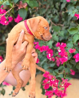 American pitbull terrier alta genealogia