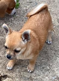Chiwawa