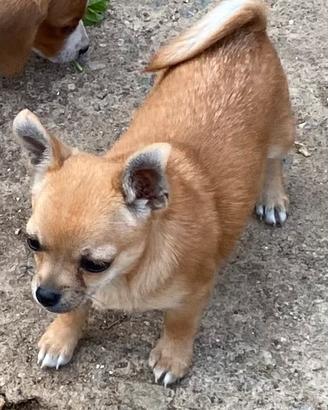 Chiwawa
