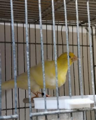 Canarino arricciato del nord