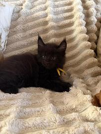 Maine Coon