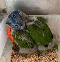 Baby lory mollucano allevato a mano