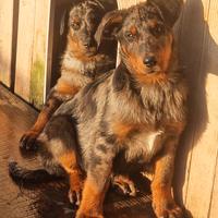 Cucciolo BEAUCERON maschio arlecchino