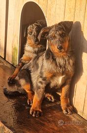 Cucciolo BEAUCERON maschio arlecchino