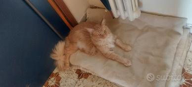 Mainecoon