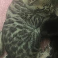 Cuccioli pura razza gatto bengala su prenotazione