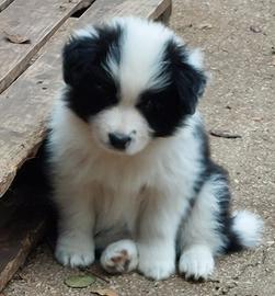 Border collie; cuccioli di alta genealogia