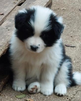 Border collie; cuccioli di alta genealogia