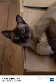 Gatto siamese adulta