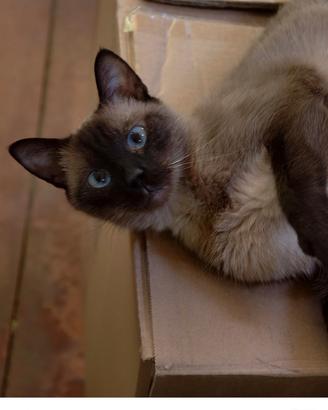 Gatto siamese adulta