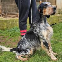 Setter