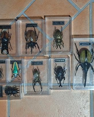 Scarabei NON REALI