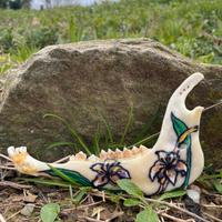 Mandibola di volpe dipinta a mano pezzo unico 