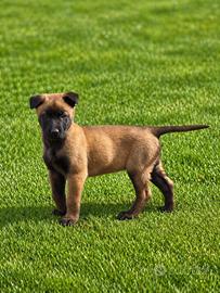 Cucciolo pastore belga malinois