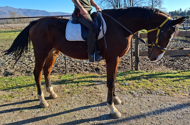 Cavallo Sella Italiana