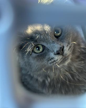Cuccioli di razza siberiana