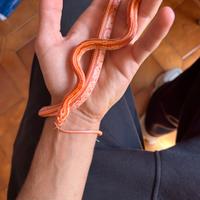 Serpente del grano + teca