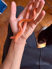 Serpente del grano + teca