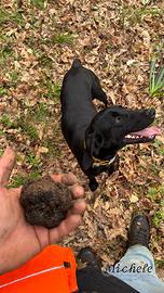 Bracca hurzharr da tartufi