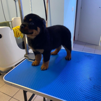 Rottweiler con pedigree