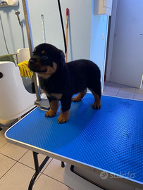 Rottweiler con pedigree