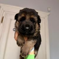 Cucciolo Pastore Tedesco a pelo corto