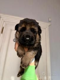 Cucciolo Pastore Tedesco a pelo corto