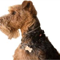 Welsh Terrier - prenotazione cuccioli
