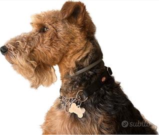 Welsh Terrier - prenotazione cuccioli