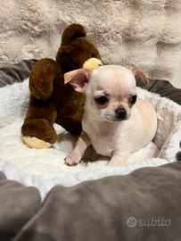 Chihuahua con pedigree Enci