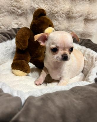 Chihuahua con pedigree Enci