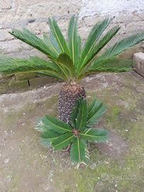 Pisnta gicas circa 1 mt