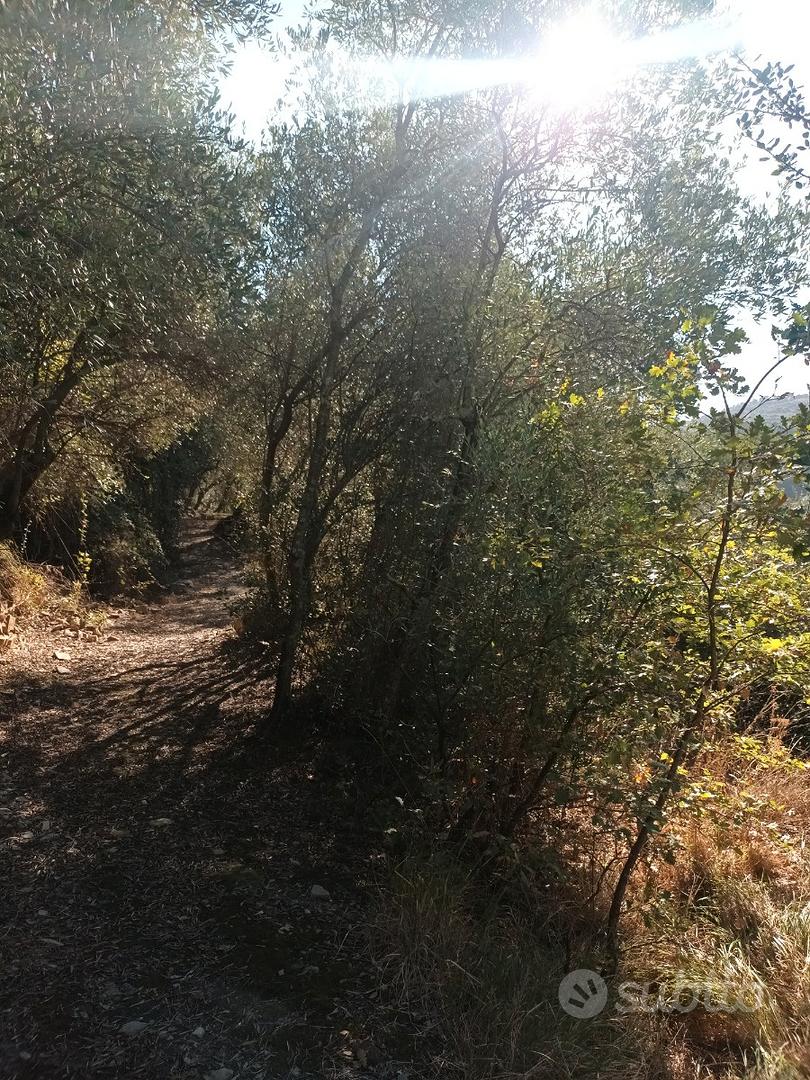 Terreno Uliveto - Vista 4