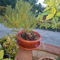 Bonsai di Rosmarino