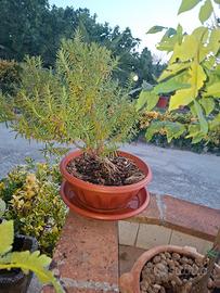 Bonsai di Rosmarino
