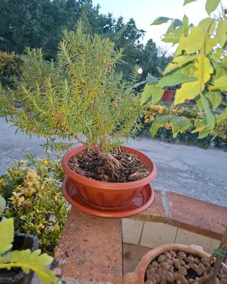 Bonsai di Rosmarino