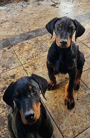 Dobermann