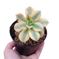 Aeonium Sunburst tricolor crassula pianta grassa v